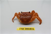 藏品(白紋方蟹)的圖片